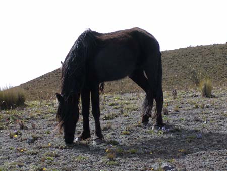 Cotopaxi41