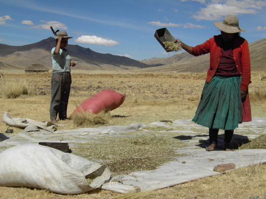 34 Campesinos auf dem Altiplano
