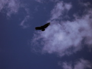 11 fliegender Condor bei Cruz del Condor_Colca Canyon